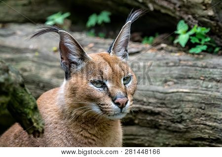 Portrait Desert Cats Caracal (caracal Caracal) Or African Lynx With Long Tufted Ears