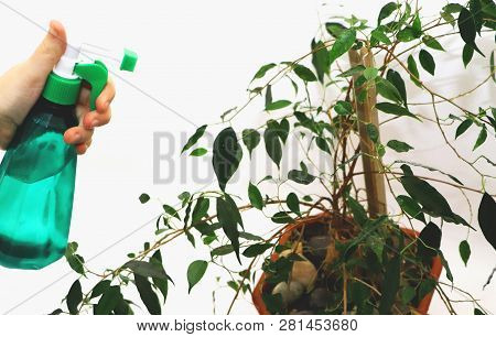 Ficus Benjamin. Care For Ficus At Home