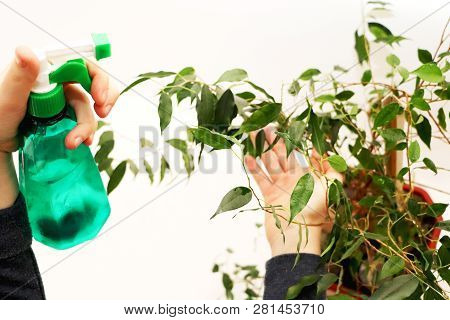 Ficus Benjamin. Care For Ficus At Home