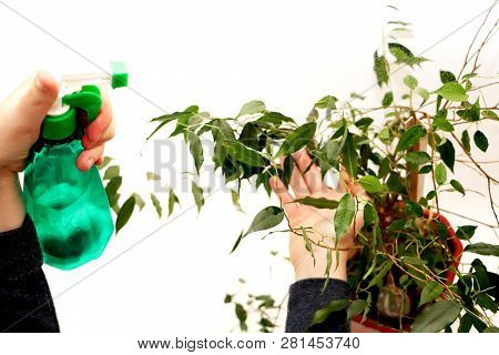 Ficus Benjamin. Care For Ficus At Home