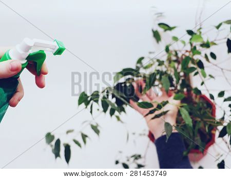 Ficus Benjamin. Care For Ficus At Home