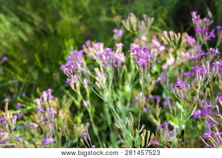 Lychnis Viscaria Vulgaris (also Known As Silene Viscaria, Sticky Catchfly Or Clammy Campion) Flowers