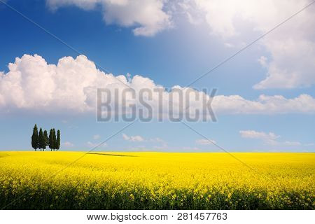 Art Biodiesel Bioenergy; Countryside Rapsfeld Spring Panorama