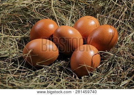 Six Eggs Lying On A Hay. Easter Or Village Theme.