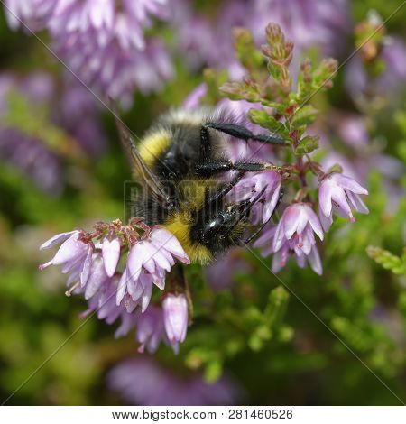 Buff-tailed Bumblebee - Bombus Terrestris 
On Heather - Calluna Vulgaris