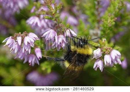 Buff-tailed Bumblebee - Bombus Terrestris 
On Heather - Calluna Vulgaris