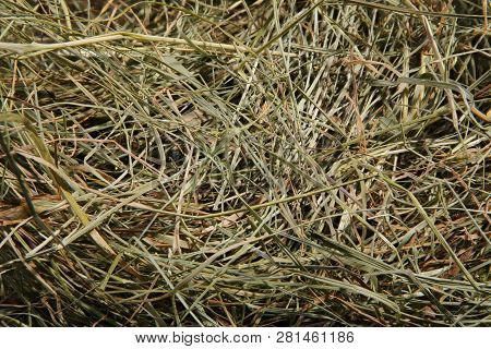 Hay Bedding. Dry Grass. Natural Underlay. Original Background.