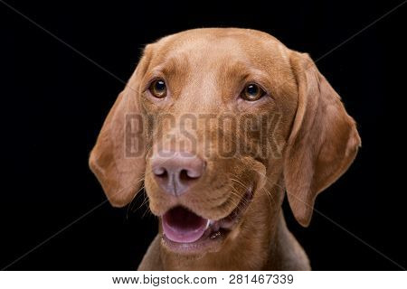 Portrait Of An Adorable Hungarian Vizsla (magyar Vizsla) - Islated On Black  Background.