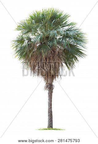 Isolated Big Palm Tree On White Background.large Palm Trees Database Botanical Garden Organization E