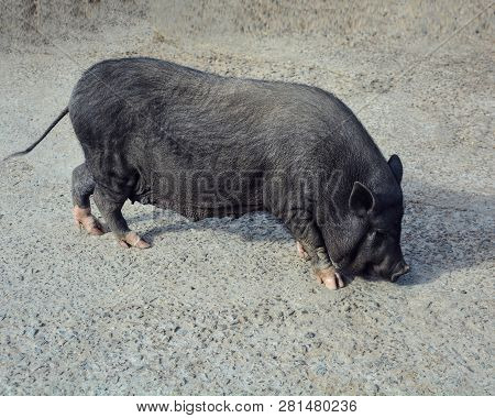 Boar .wild Brown Mammal Animal Piggly Cute