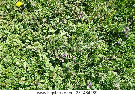 Ground Ivy (glechoma Hederacea), Often Called Creeping Charlie, Blooms During May On A Lawn In Harbo