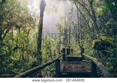 The Beautiful Nature Trail On The Top Of Doi Inthanon The Highest Mountain (2,565 Metres) Of Thailan