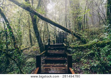 The Beautiful Nature Trail On The Top Of Doi Inthanon The Highest Mountain (2,565 Metres) Of Thailan