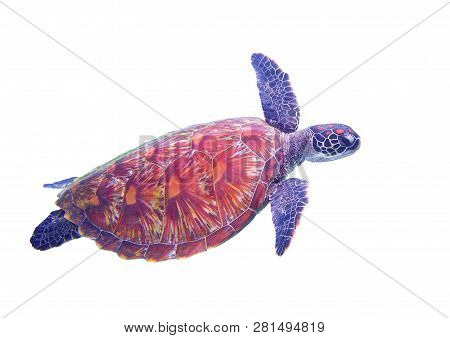 Marine Turtle In Open Sea. Tropical Sea Turtle Underwater Photo. Oceanic Animal In Blue Water. Summe