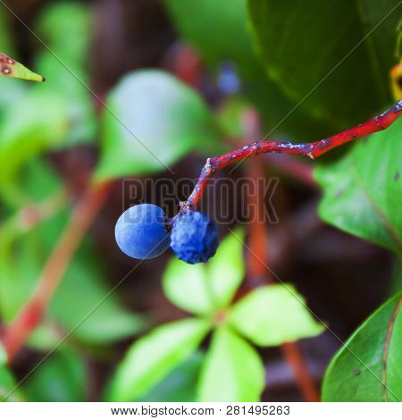 South Florida Blue Berries On A Red Twig Plant With A Green Follage Blurred Background On A Public S