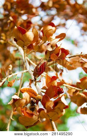 South Floriida Brown Leaves On A Plant With Dry Twig. Brown Leaves With A Sky And Green Follage Back