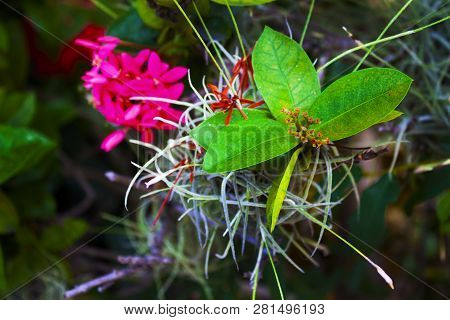 South Florida Tiny Ixora Flower Bud With An Air Plant And Greenary Background