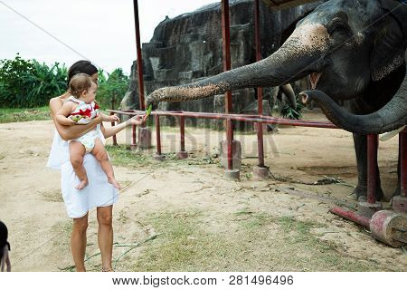 Happy Mother And Daughter Watching And Feeding Elephants In Zoo. Young Mother Feeds An Elephant With