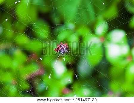 South Florida Tiny Star Spider With A Red Back On A Large Web With A Green Follage Background.