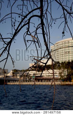 Florida Intercoastal Waterway With Blurred City Building In The Background And Dry Tree Branches In 