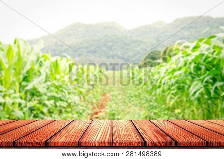 Empty Wooden Board Top Table In Front Of Blurred Corn Field Background. Perspective Wood In Blurred 