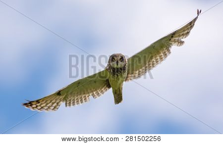 Short-eared Owl Flies Toward With Wide Stretched Wings