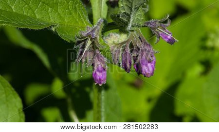Flowers And Leaves On Common Comfrey, Symphytum Officinale, With Bokeh Background Close-up, Selectiv