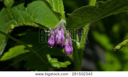 Flowers And Leaves On Common Comfrey, Symphytum Officinale, With Bokeh Background Close-up, Selectiv