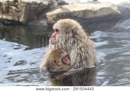 The Snow Monkey