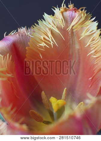 Terry Fringed Pink Tulip. Pink Tulip Fringed With White Ragged Edges,terry Colored Tulip On A Black 