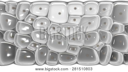 Skin Dermis Cross Section