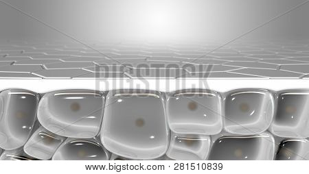 Skin Dermis Cross Section