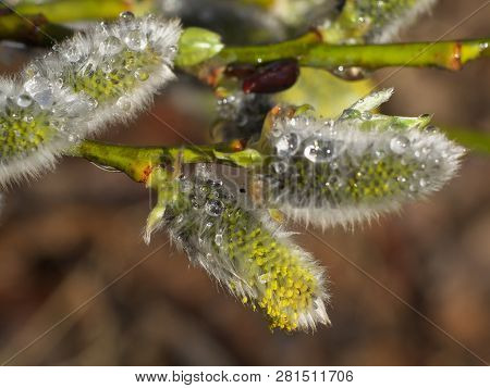 Early Spring Flowering Male Catkins (pussy Willow, Grey Willow, Goat Willow). Branches With Expanded