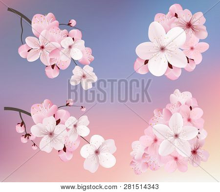 Beautiful Blossoming Dark And Light Pink Sakura  Flowers. Set Of Realistic Flowering Cerry Branches.