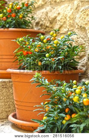 Pots With Ornamental Nightshade On The Stairs