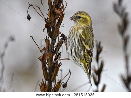 Female Eurasian Siskin Balances Himself On Dry Plant In Winter
