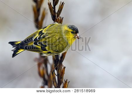 Male Eurasian Siskin Back View Perched On Winter Seed Plant Stem