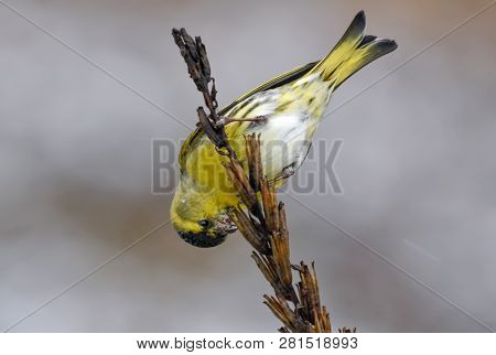 Male Eurasian Siskin Upside Down Feeds On Seeds Of Oenothera Plant
