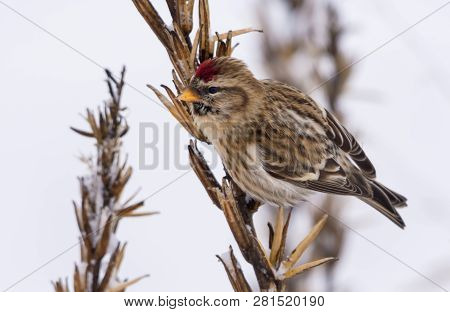 Common Redpoll Feeds On Grass Primrose Seeds In Snowy Winter