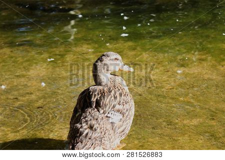 Ducks And Geese At The Agios Nikolaos Park Naousa Greece