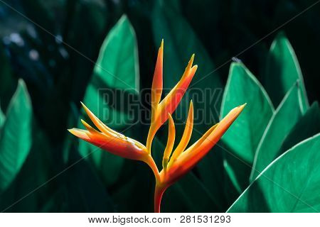 Heliconia Psittacorum Or Heliconia Golden Torch Or False Bird Of Paradise Flower. Exotic Tropical Fl