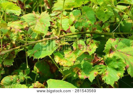 Grapevine Diseases. Anthracnose Of Grapes (elsinoë Ampelina) Is A Fungal Disease That Affects A Grap
