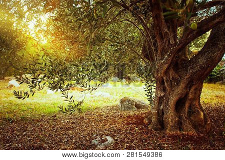 Mediterranean Olive Field. Olive Tree In Orchard.
Olive Harvest