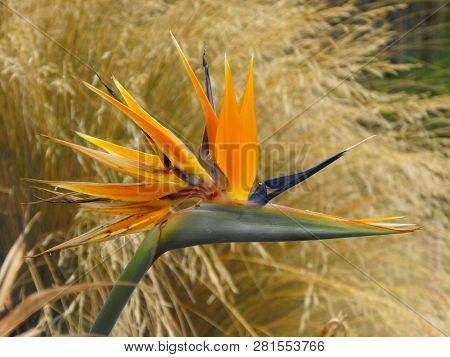 Bird Of Paradise Flower Or Crane Flower Head (strelitzia Reginae)