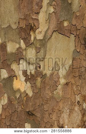Close Up Of Bark In Plane Tree, Platanus Acerifolia