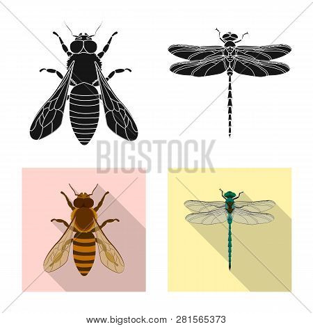 Vector Illustration Of Insect And Fly Icon. Collection Of Insect And Element Stock Symbol For Web.
