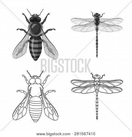 Vector Illustration Of Insect And Fly Symbol. Set Of Insect And Element Vector Icon For Stock.