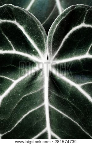 Close up of Xanthosoma leaves