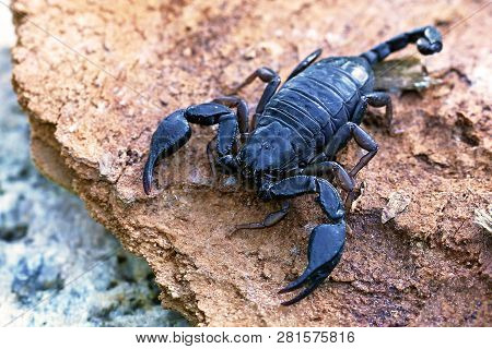 Small Wood-scorpions (euscorpius Italicus) On The Stone