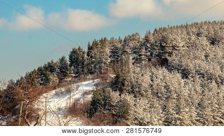 Snow-covered Taiga On The Slopes Of Mount